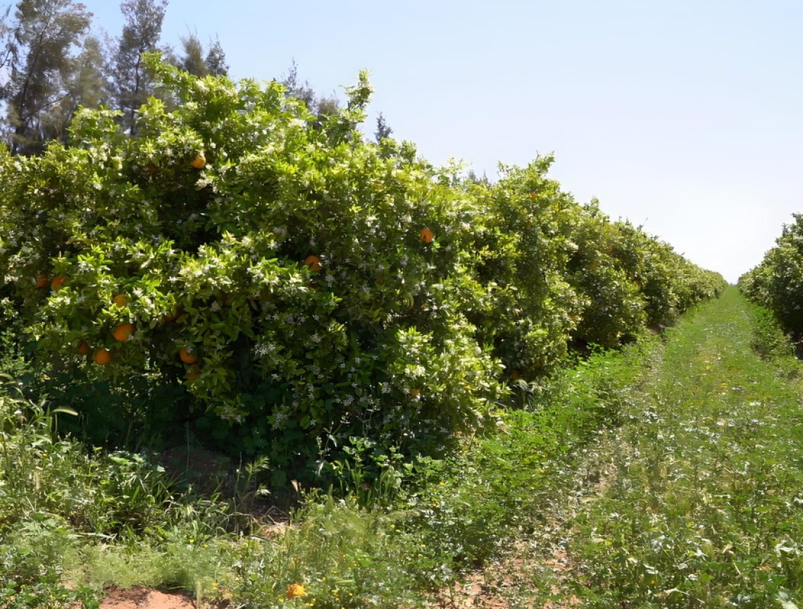 C0069T0-fotor-20240480591