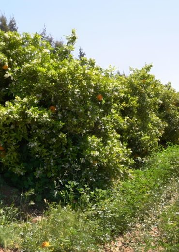 C0069T0-fotor-20240480591