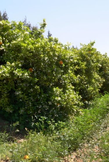 C0069T0-fotor-20240480591