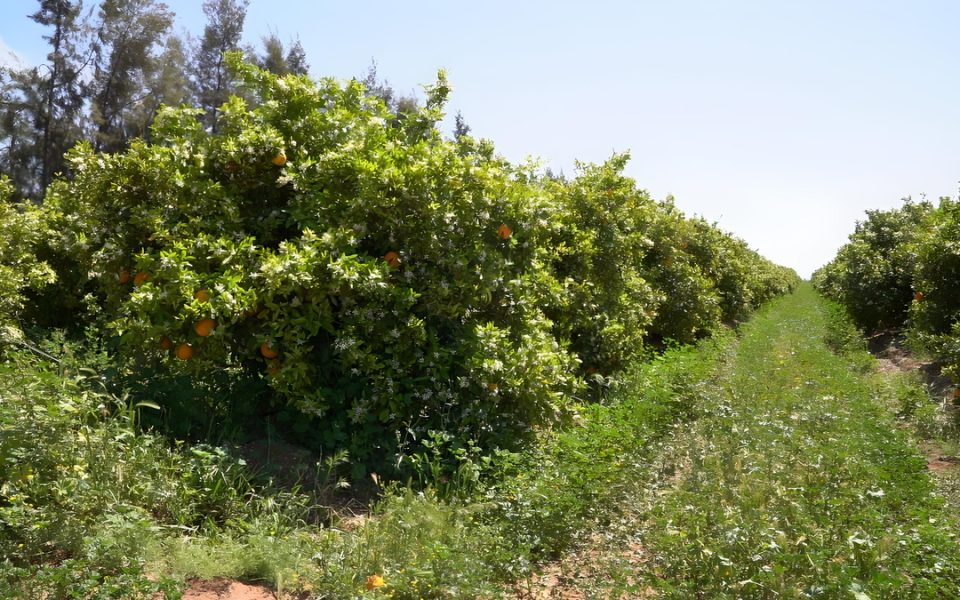 C0069T0-fotor-20240480591 C0069T0-fotor-20240480591