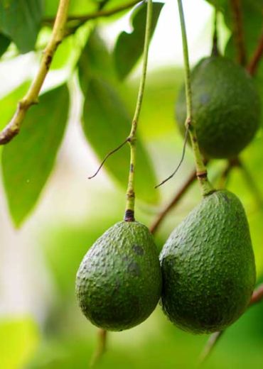 avocatier-plantation-et-entretien-1 avocatier-plantation-et-entretien-1